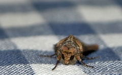 Noctuinae