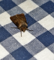 Noctuinae