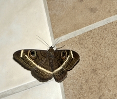 Cyligramma latona