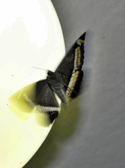 Cyligramma latona