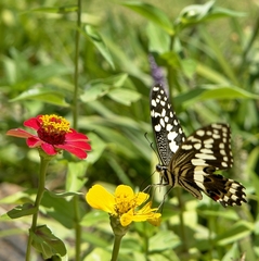 Papilio demodocus demodocus