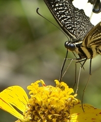 Papilio demodocus demodocus