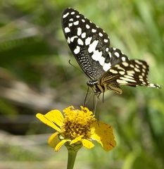 Papilio demodocus demodocus