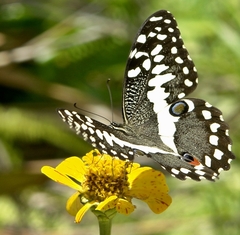 Papilio demodocus demodocus