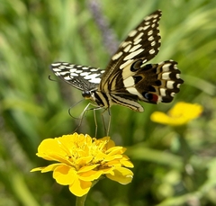 Papilio demodocus demodocus