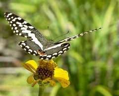 Papilio demodocus demodocus