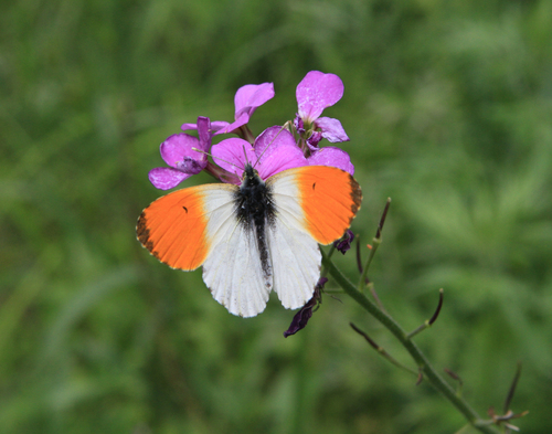 Orange-tip