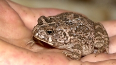 Sclerophrys gutturalis