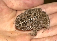 Sclerophrys gutturalis