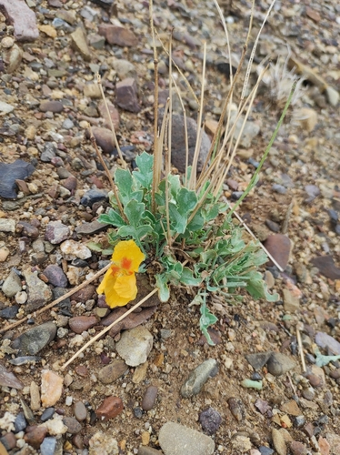 Glaucium fimbrilligerum (Glaucium fimbrilligerum)