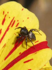 Salticidae
