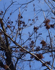 Eriophyes rhoinus