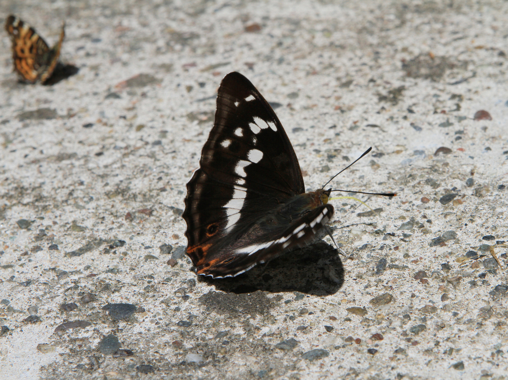 Purple Emperor