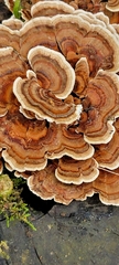 Trametes versicolor image