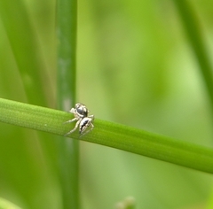 Salticidae