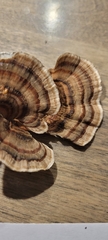 Trametes versicolor image