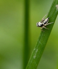 Salticidae