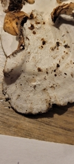 Trametes versicolor image