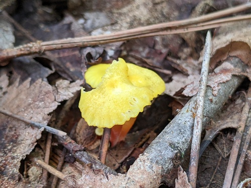 Hygrocybe parvula