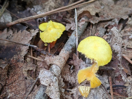 Hygrocybe parvula (Photo 2 of 4)