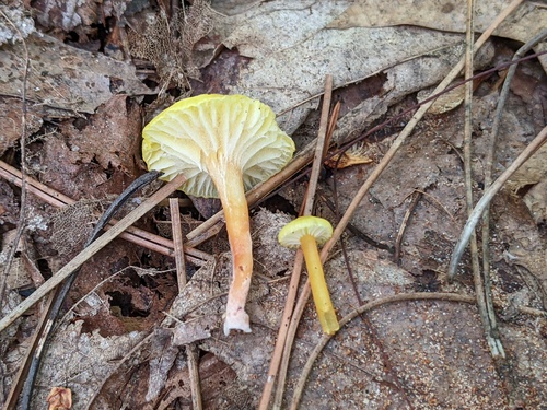 Hygrocybe parvula (Photo 3 of 4)