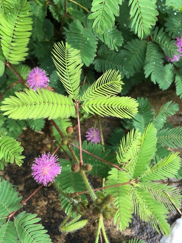Sensitive Plant