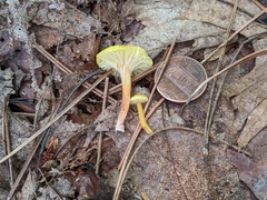 Hygrocybe parvula (Photo 4 of 4)