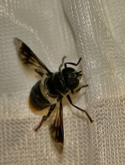 Senaspis haemorrhoa