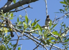 Pycnonotus nigricans nigricans