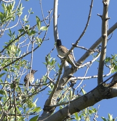 Pycnonotus nigricans nigricans