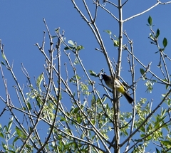 Pycnonotus nigricans nigricans