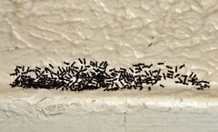 Technomyrmex pallipes