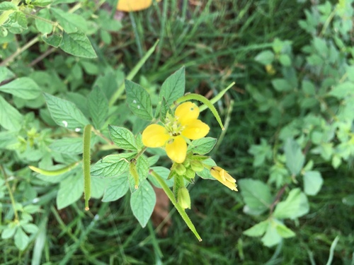 Asian Spiderflower
