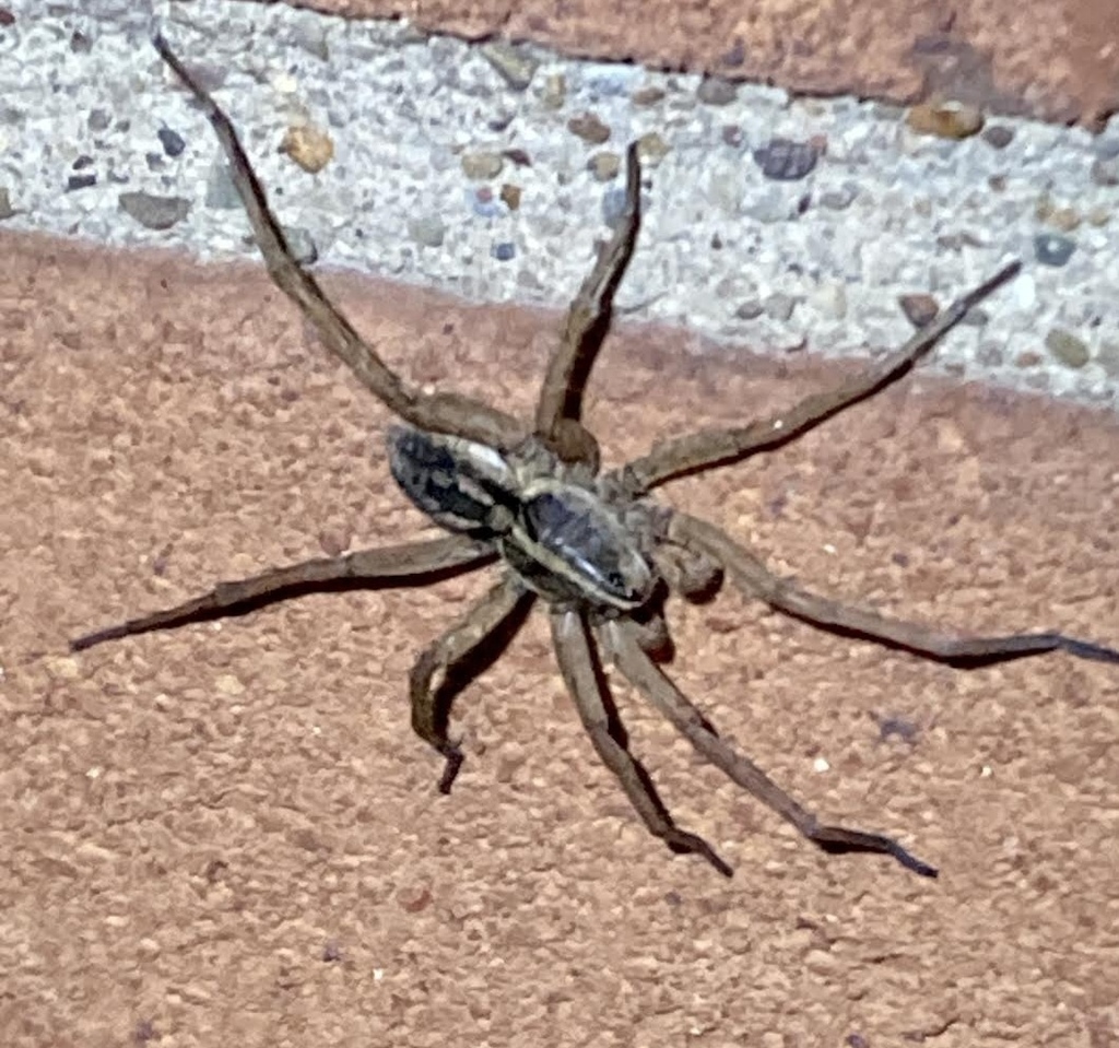 Wetland Giant Wolf Spider from Stark County, OH, USA on August 14, 2023 ...