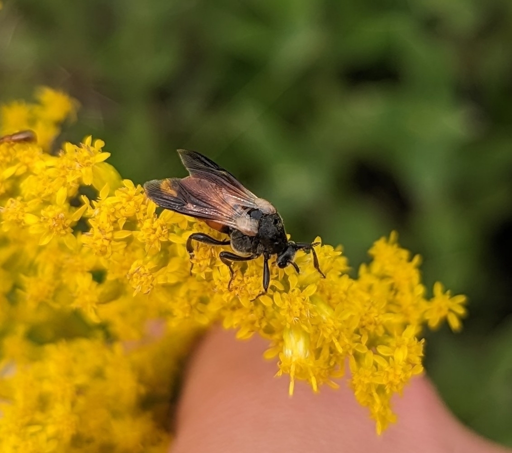 Ripiphorus scaber
