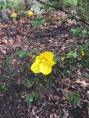 Fremontodendron mexicanum