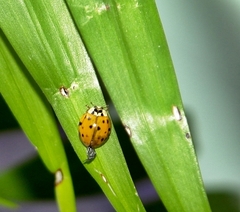 Harmonia axyridis