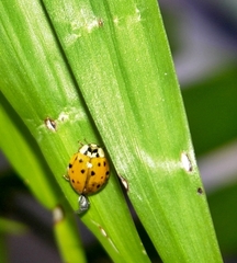 Harmonia axyridis