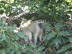 Chlorocebus pygerythrus pygerythrus