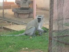 Chlorocebus pygerythrus pygerythrus