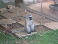 Chlorocebus pygerythrus pygerythrus