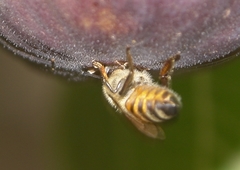 Apis mellifera scutellata
