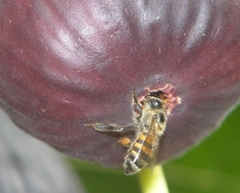 Apis mellifera scutellata