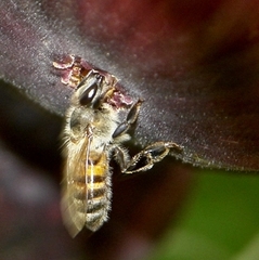 Apis mellifera scutellata