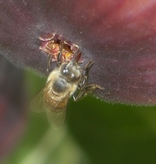 Apis mellifera scutellata