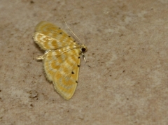 Notarcha quaternalis