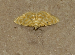 Notarcha quaternalis