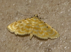 Notarcha quaternalis