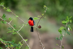 Laniarius erythrogaster