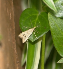 Diasemia monostigma